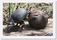 14SerengetiDayGameDrive - 133 * The interpretive trail was decorated with clever metal art. This one is a supersized Dung Beetle.